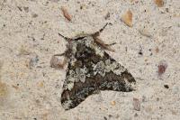 Biston strataria