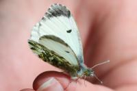 Anthocharis cardamines
