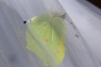 Gonepteryx rhamni