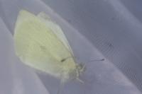 Pieris rapae