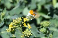 Anthocharis cardamines