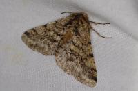 Lycia hirtaria