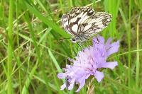 Melanargia galathea