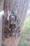 Agrius convolvuli