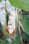 Lymantria dispar