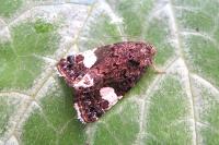 Tyta luctuosa