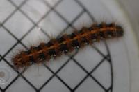 Euplagia quadripunctaria