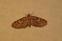 Eupithecia