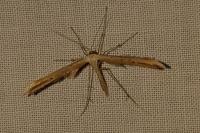 Emmelina monodactyla