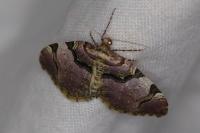Anticlea derivata