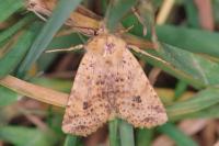 Conistra rubiginea