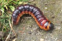 Cossus cossus