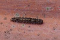 Eilema caniola