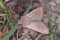 Orthosia cruda