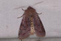 Orthosia incerta