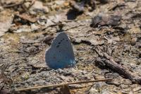 Celastrina argiolus