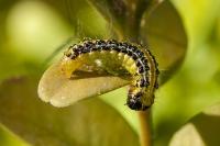 Cydalima perspectalis
