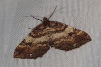 Earophila badiata