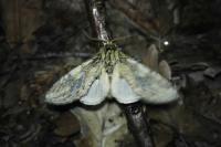Peridea anceps