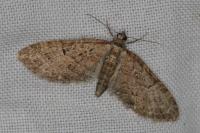 Eupithecia abbreviata