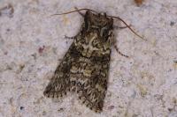 Polyploca ridens