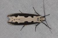 Ethmia bipunctella