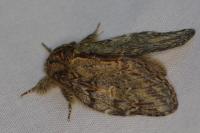 Peridea anceps