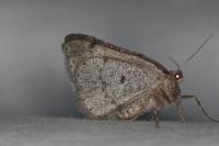 Aleucis distinctata