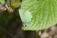 Callophrys rubi