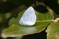 Celastrina argiolus