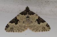Xanthorhoe fluctuata