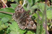 Carcharodus alceae