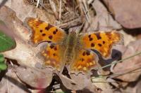 Polygonia c-album