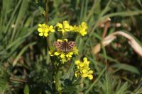 Carcharodus alceae alceae