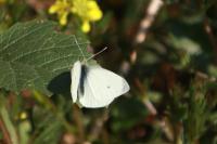 Pieris rapae