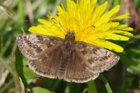 Erynnis tages