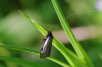 Adela reaumurella