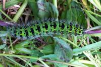 Saturnia pavonia