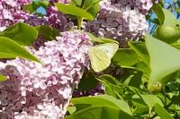 Pieris brassicae
