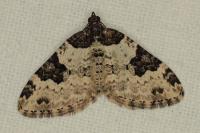 Xanthorhoe fluctuata