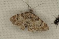 Gymnoscelis rufifasciata