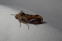 Macdunnoughia confusa