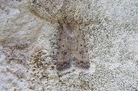 Caradrina clavipalpis