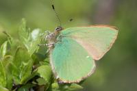 Callophrys rubi