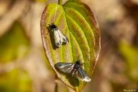 Adela reaumurella
