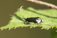 Adela reaumurella