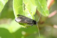 Adela reaumurella