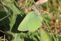 Callophrys rubi