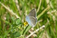 Cyaniris semiargus