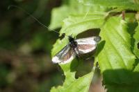 Adela reaumurella